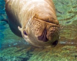 Female sea lion sleeping at the surface at Los Islotes in... by Kurt Schurenberg 